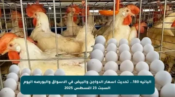البانية 180.. تحديث أسعار الدواجن والبيض في الأسواق والبورصة اليوم السبت 23 أغسطس 2025